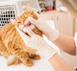 Kim Thị Huỳnh Như